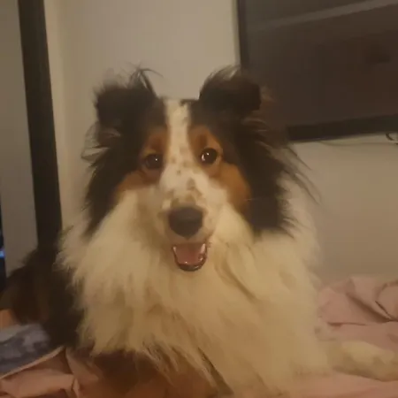 Playa Levante Μπένιντορμ